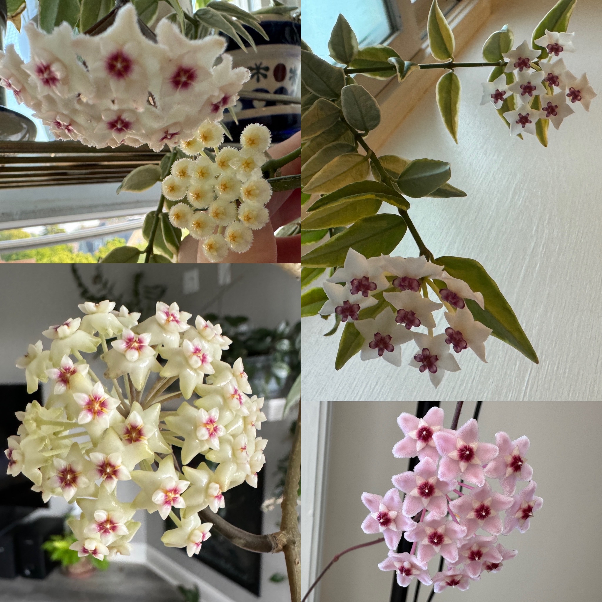 hoya blooms